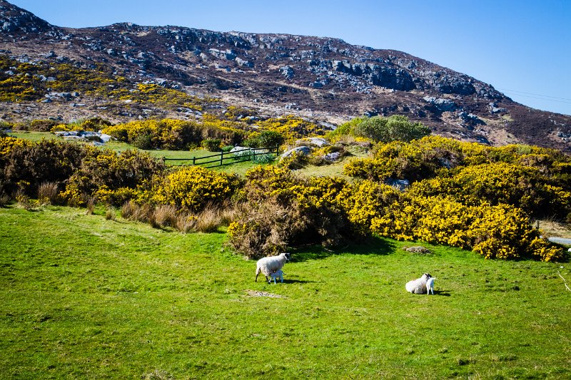 Atlantic Drive, Downings Co. Donegal.jpg