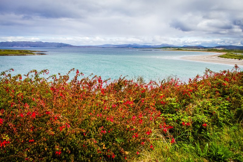 Fuchsia near Narin beach Portnoo County Donegal by Malcolm Totten.jpg