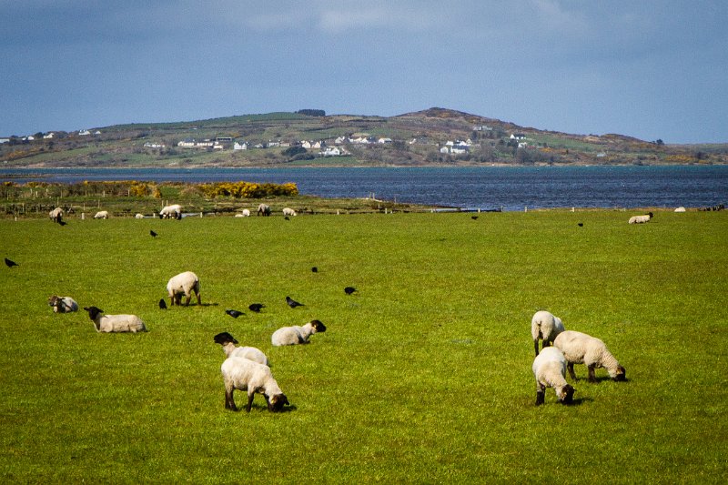 Sheep near Carndonagh Co. Donegal.jpg