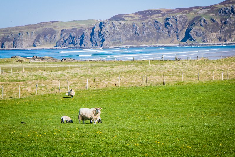 Sheep near Doagh Strand Co. Donegal.jpg