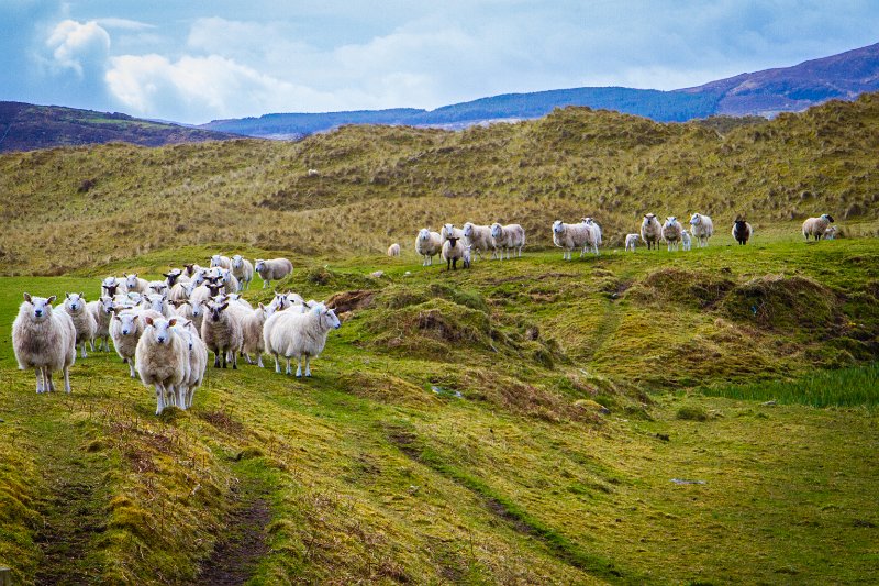 Sheep near Lagg Co. Donegal.jpg