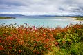 Fuchsia near Narin beach Portnoo County Donegal by Malcolm Totten