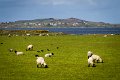 Sheep near Carndonagh Co. Donegal