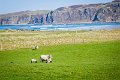 Sheep near Doagh Strand Co. Donegal
