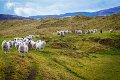 Sheep near Lagg Co. Donegal