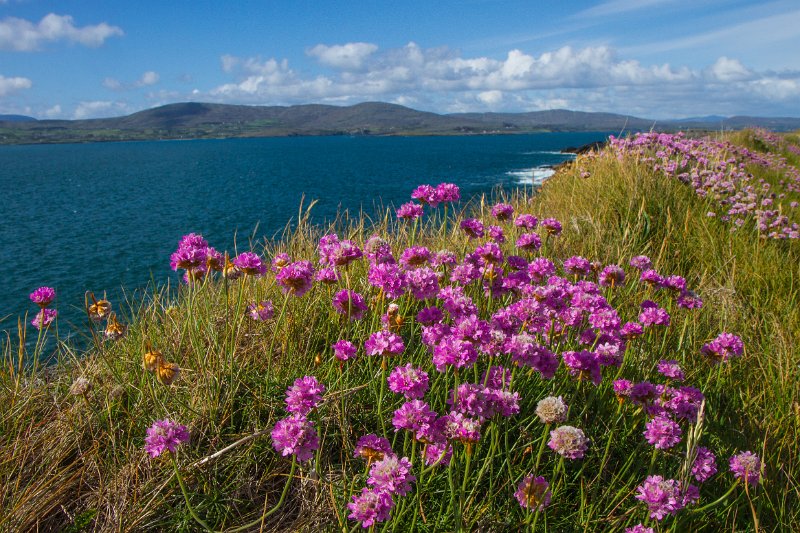 Beside Kilkeehagh, County Kerry.jpg
