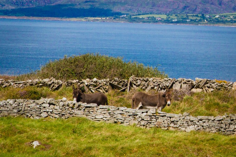 Donkeys at Kenmare Bay.jpg