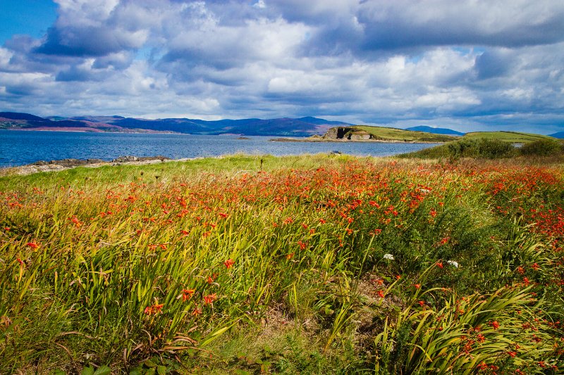 Montbretia blooming beside Kenmare Bay County Kerry..jpg