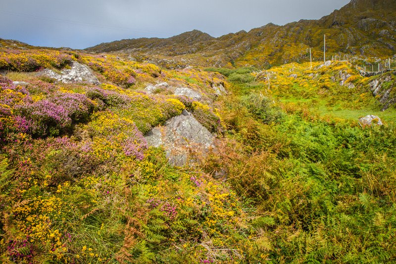 Nature's colour scheme, Beara Peninsula, Co. Cork.jpg