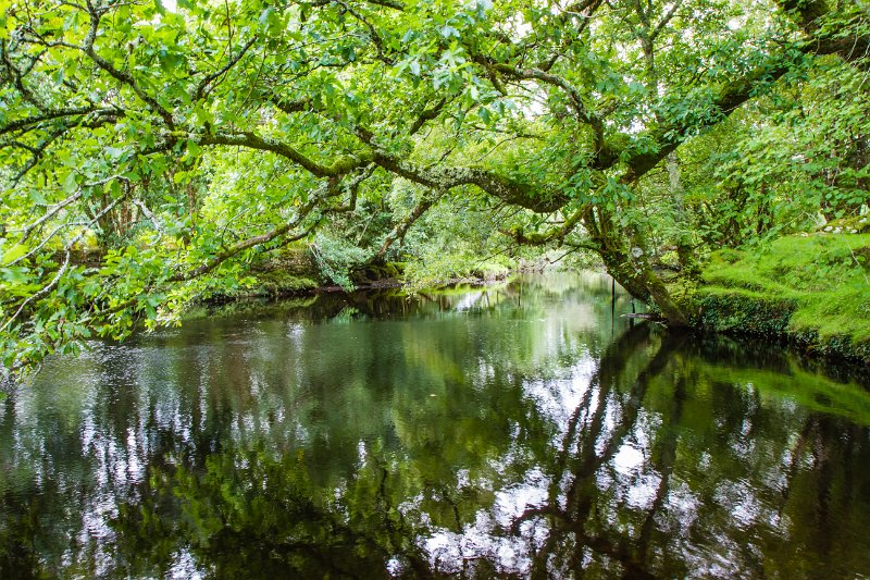 Shady river, Co. Kerry.jpg