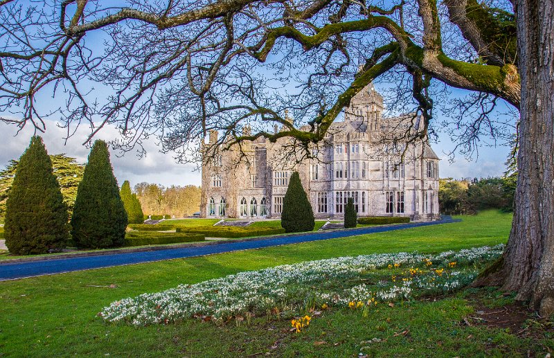Snowdrops at Adare Manor Co Limerick.jpg
