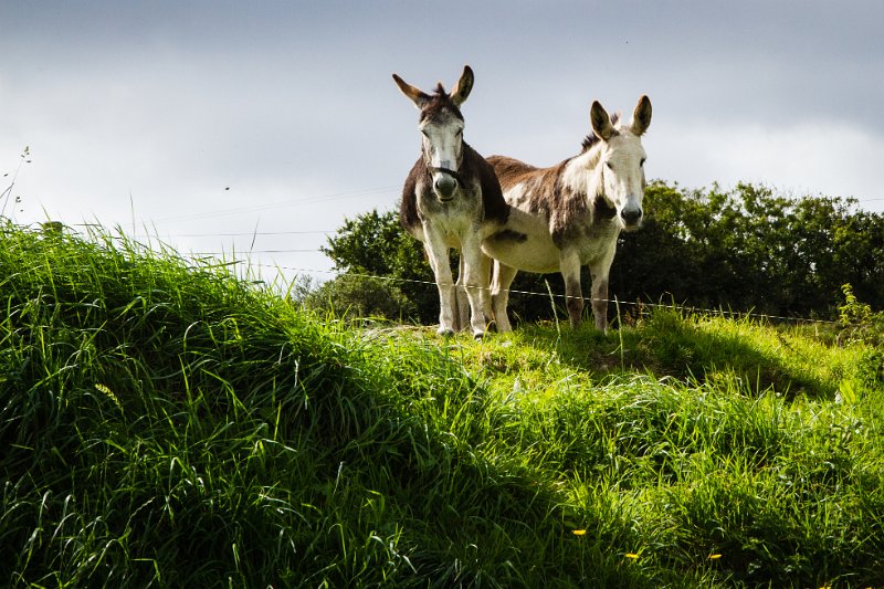Two West Cork Donkeys.jpg