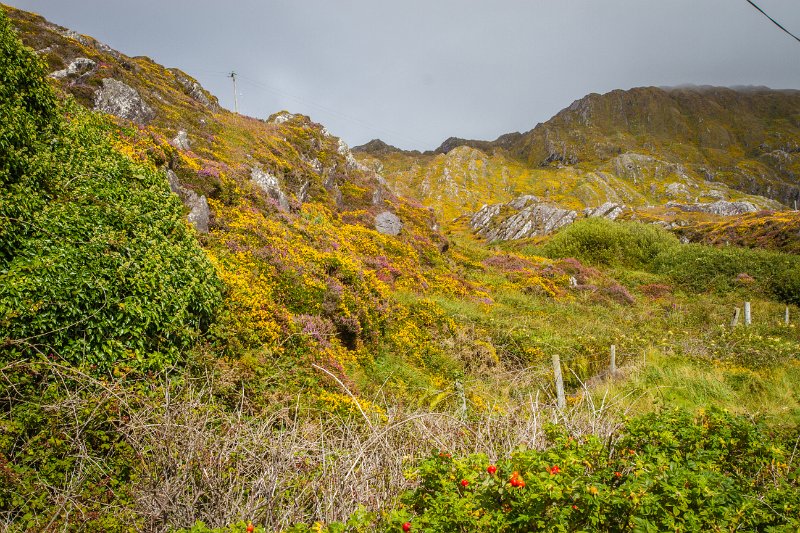 Wild flowers on the Beara Peninsula.jpg