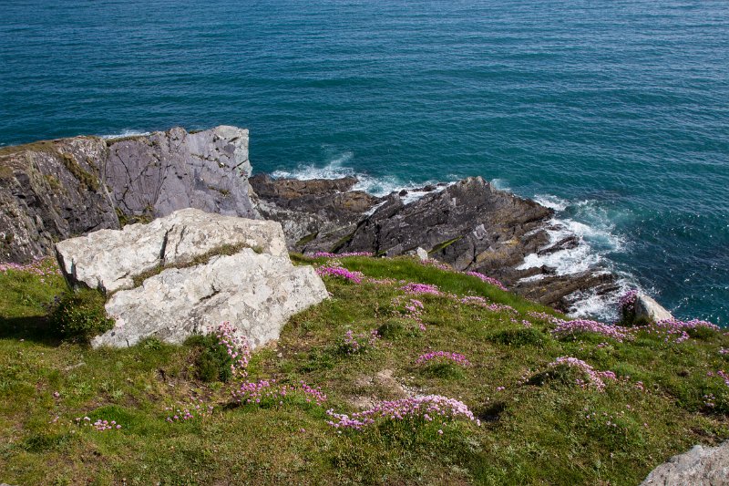 Wild flowers on the cliff beside Baltimore Beacon, Co. Cork.jpg