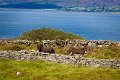 Donkeys at Kenmare Bay