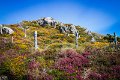 Flowers on Sheep Head, Co. Kerry