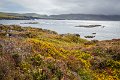 Furze and heather blooming by the sea near Allihies County Cork on the Beara Peninsula