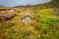 Nature's colour scheme, Beara Peninsula, Co. Cork