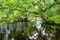 Shady river, Co. Kerry