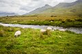 Sheep beside the Owenroe River, Co. Kerry