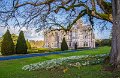 Snowdrops at Adare Manor Co Limerick