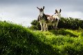 Two West Cork Donkeys