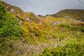 Wild flowers on the Beara Peninsula