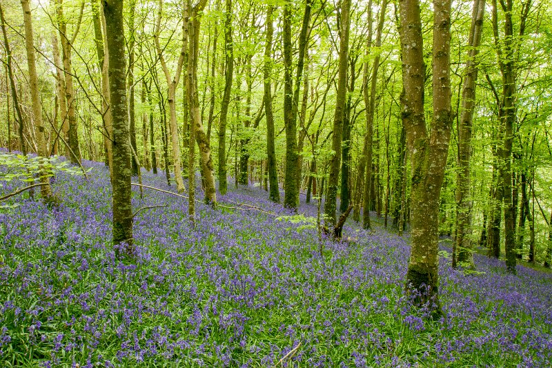 Springtime in Monaghan 2013/Springtime in Monaghan 2013 (45)