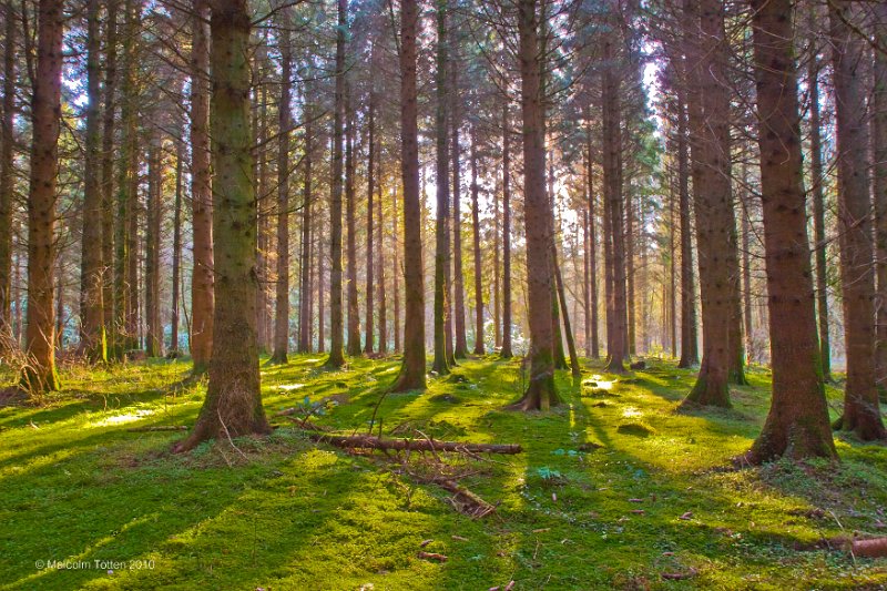 Rossmore Forest Park/7. Rossmore in Spring - The forest floor.